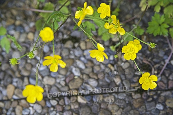 Flowers, plants, background, autumn