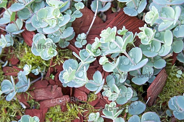 Flowers, plants, background, autumn