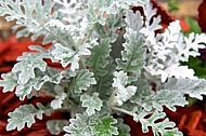 Flowers, plants, background