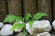 Flowers, plants, background