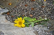 Flowers, plants, background