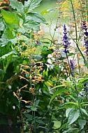 Flowers, plants, background