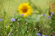 Flowers, plants, background