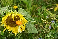 Flowers, plants, background