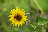 Flowers, plants, background