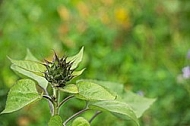 Flowers, plants, background