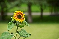 Flowers, plants, background