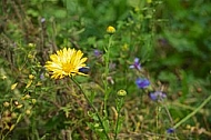 Flowers, plants, background