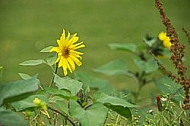 Flowers, plants, background