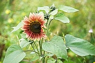 Flowers, plants, background