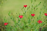 Flowers, plants, background