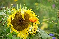 Flowers, plants, background