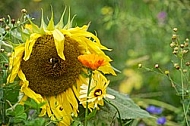 Flowers, plants, background