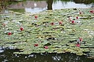 Flowers, plants, background