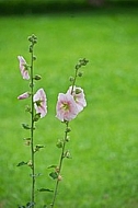 Flowers, plants, background