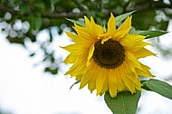 Flowers, plants, background