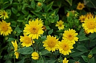 Flowers, plants, background