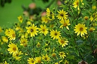 Flowers, plants, background