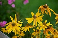 Flowers, plants, background