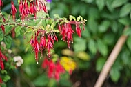 Flowers, plants, background