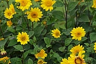 Flowers, plants, background