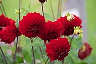 Flowers, plants, background