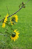 Flowers, plants, background