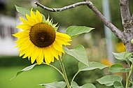 Flowers, plants, background