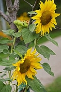 Flowers, plants, background