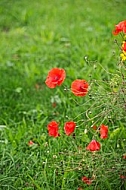 Flowers, plants, background