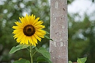 Flowers, plants, background