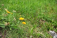 Flowers, plants, background