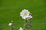 Flowers, plants, background