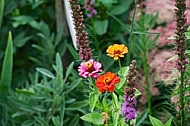 Flowers, plants, background