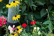 Flowers, plants, background