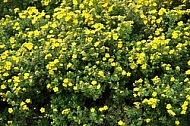 Flowers, plants, background