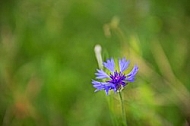 Flowers, plants, background