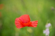 Flowers, plants, background