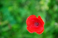 Flowers, plants, background