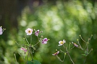 Flowers, plants, background