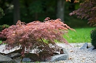 Flowers, plants, background