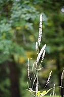 Flowers, plants, background