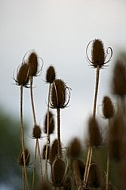 Flowers, plants, background