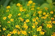 Flowers, plants, background