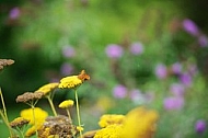 Flowers, plants, background