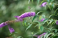 Flowers, plants, background