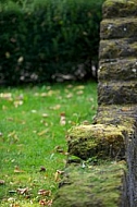 Flowers, plants, background