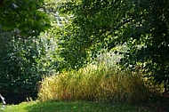 Flowers, plants, background