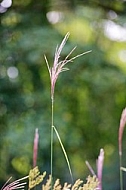 Flowers, plants, background