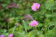 Flowers, plants, background